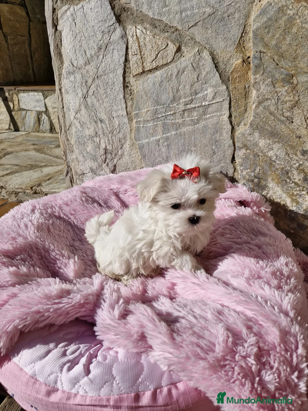 Bichón Maltés perros en venta: Bichón Maltés preciosos  en Barcelona - Anuncio 2