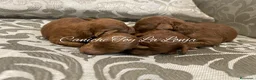 Caniche Toy perros en venta: caniche toy rojo en Murcia - Anuncio 5
