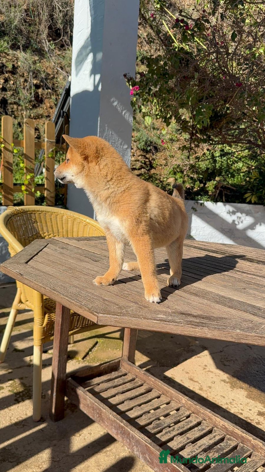 Shiba Inu perros en venta: Shiba Inu MACHOS rojos Disponibles Preciosos  - Anuncio 2