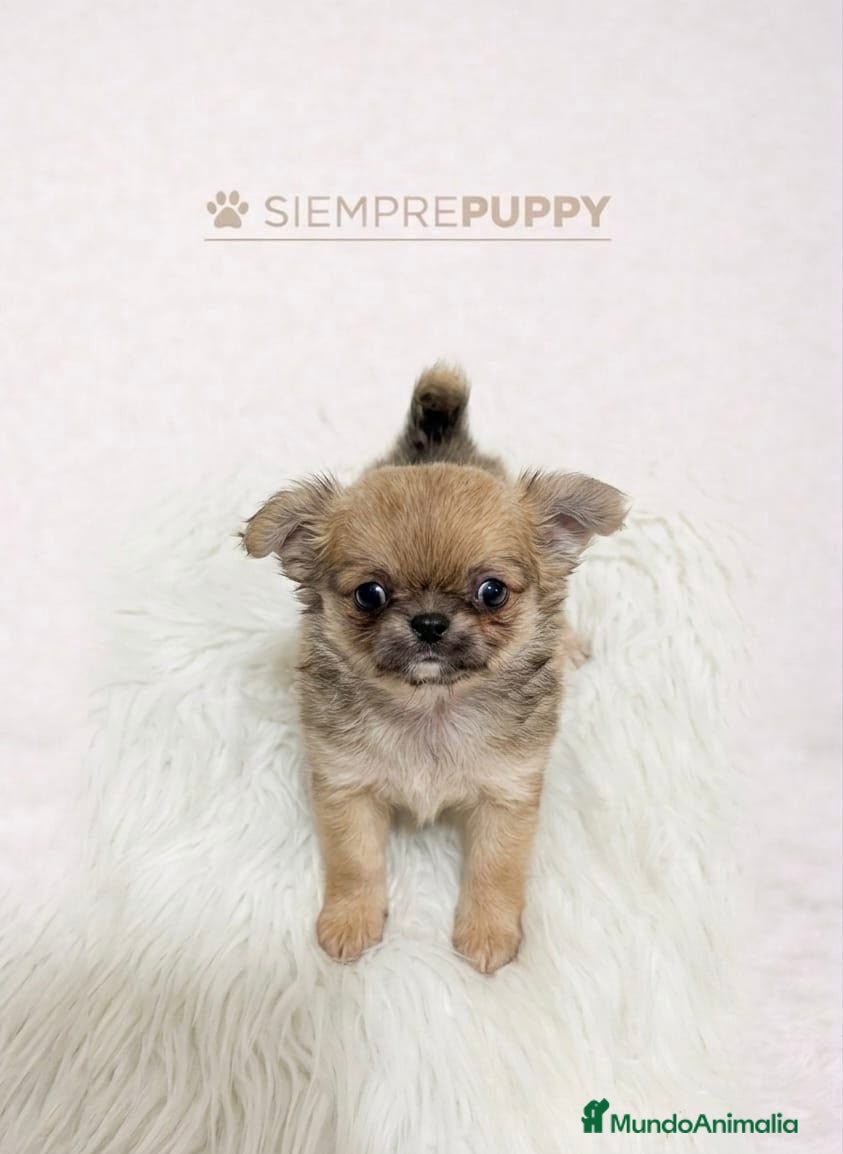 Chihuahua perros CHIHUAHUA PELO LARGO TOY HEMRBA - Anuncio 1