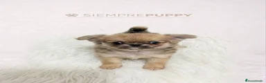 Chihuahua Cachorro 1