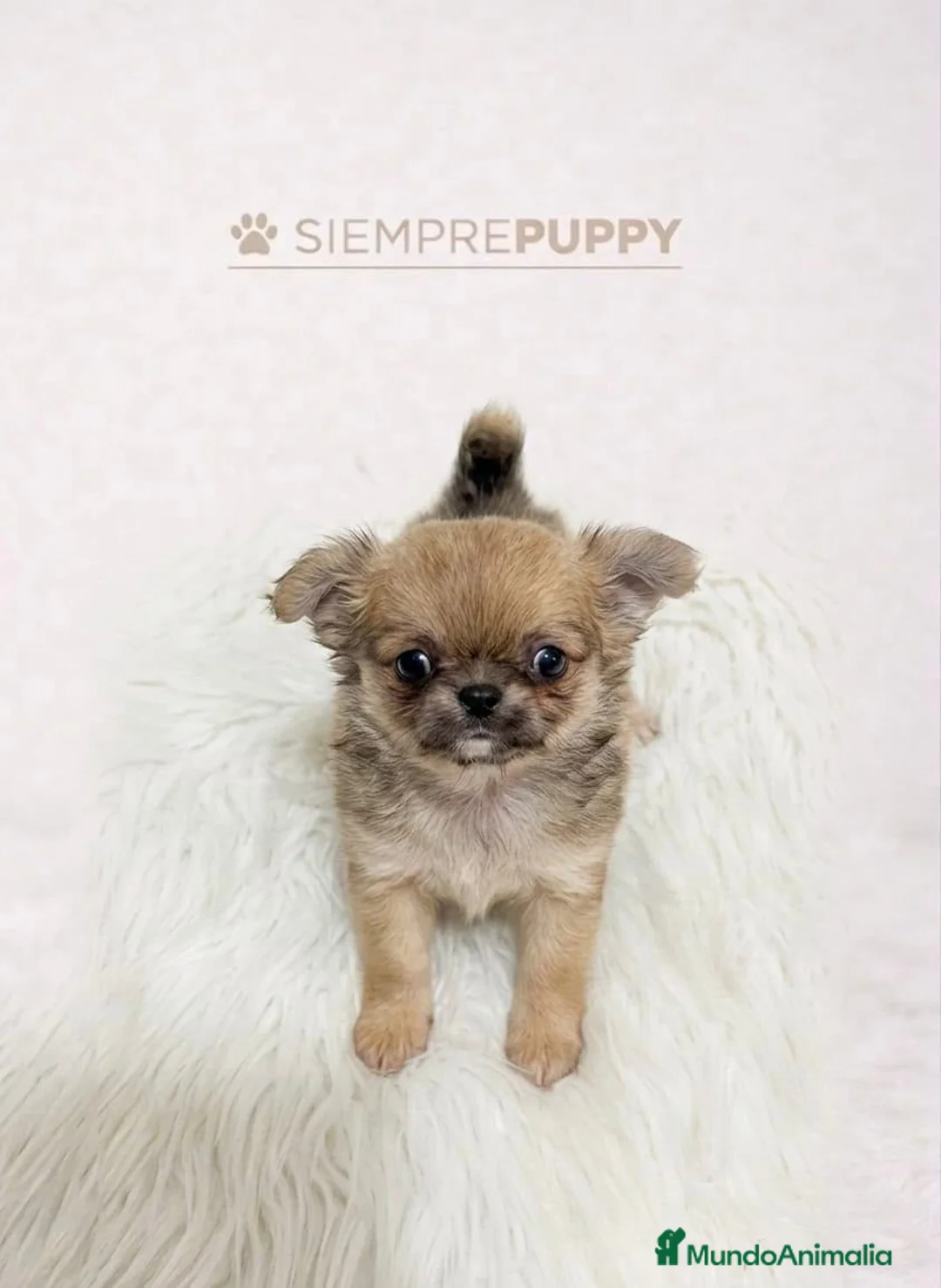 Chihuahua perros en venta: CHIHUAHUA PELO LARGO TOY HEMRBA - Anuncio 1