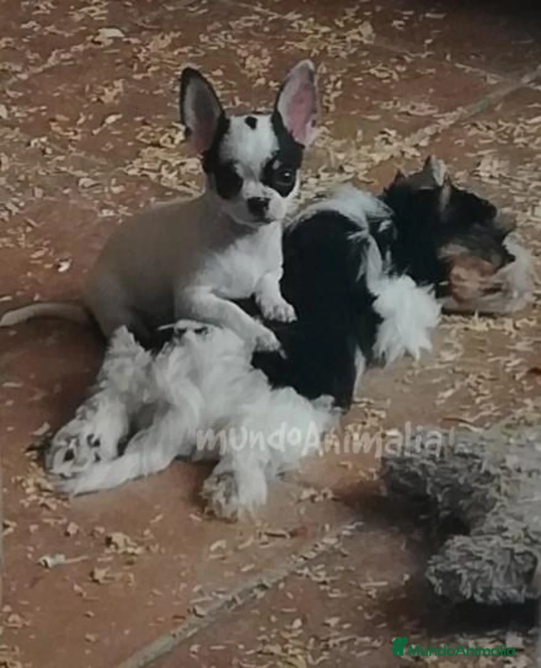 Imagen de galería {{count}}