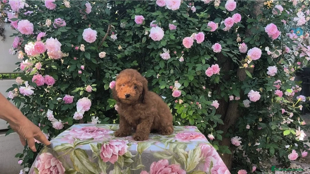 Caniche Toy perros en venta: Caniches toy rojos  - Anuncio 1