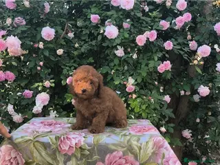 Caniche Toy perros Caniches toy rojos - Anuncio 1