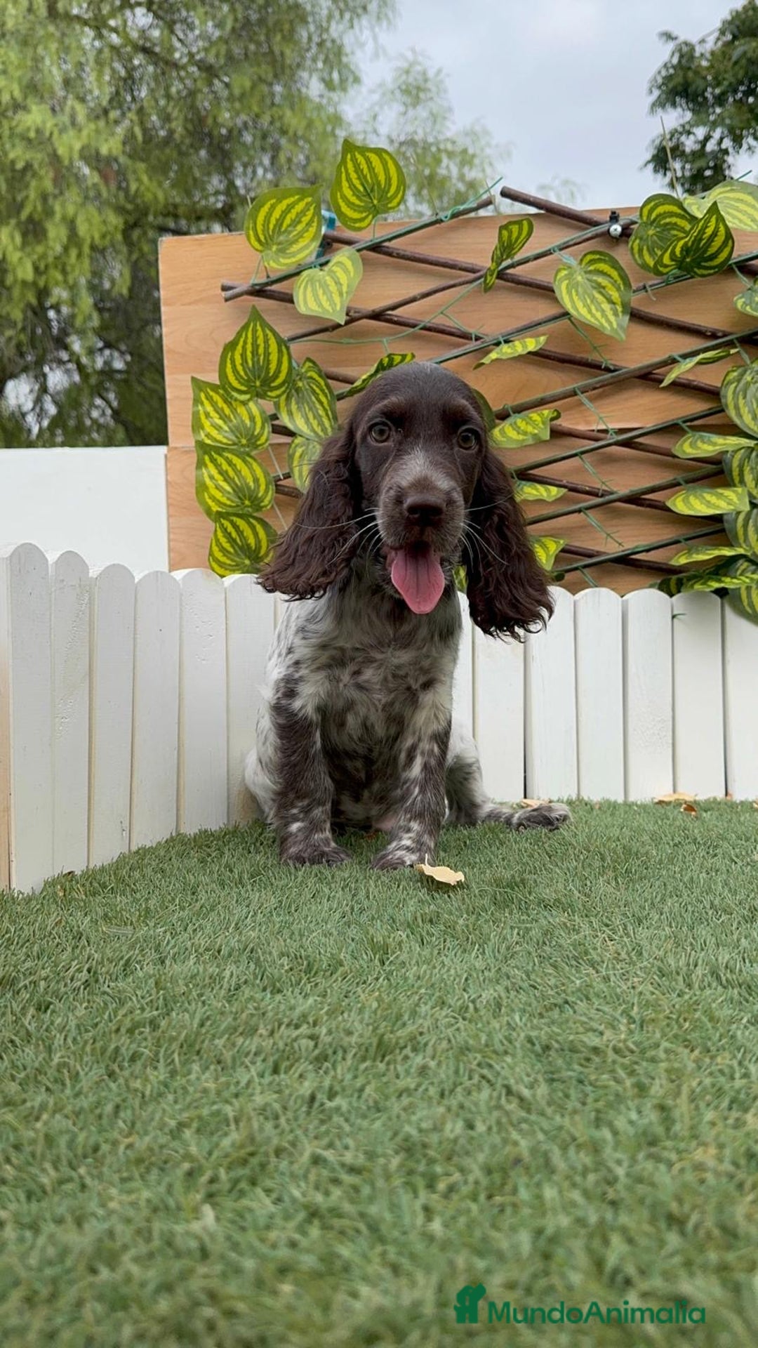 Cocker Spaniel Inglés perros en venta: COCKER RUANO - Imagen 7