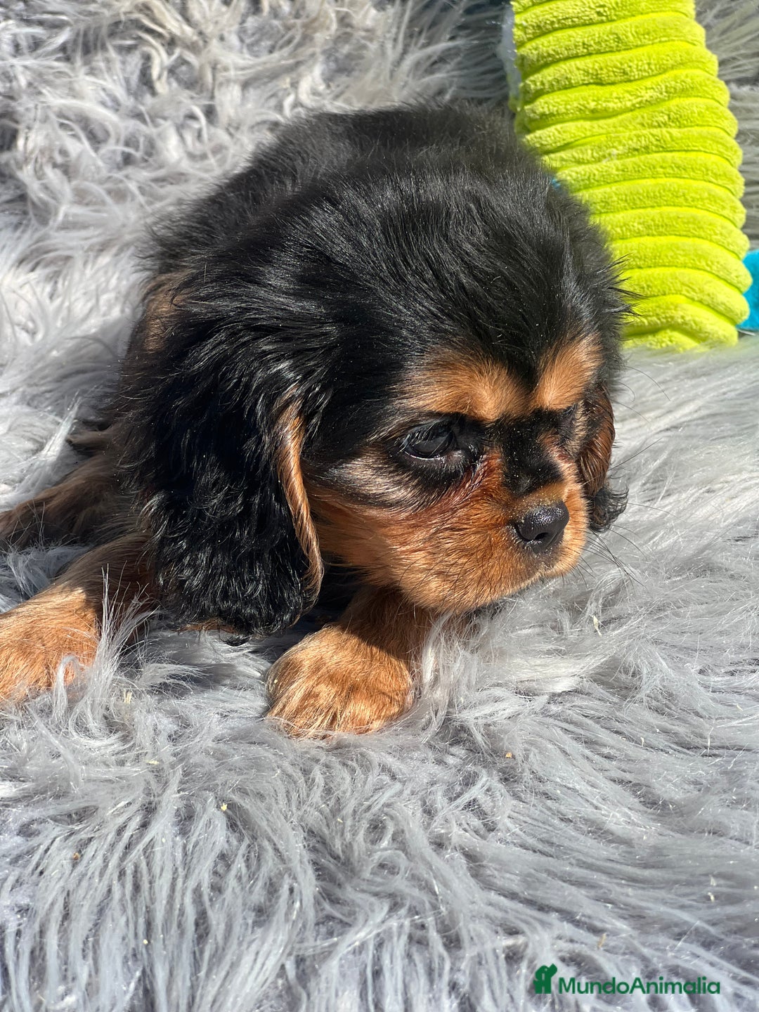 Cavalier King Charles Spaniel perros en venta: Cavalier bicolor macho  - Imagen 4