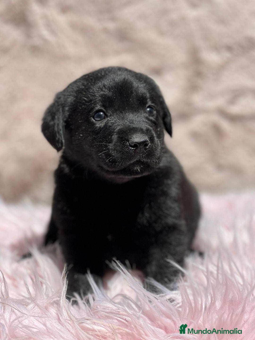 Labrador Retriever perros en venta: CAMADA LABRADOR RETRIEVER NEGRO - Imagen 4
