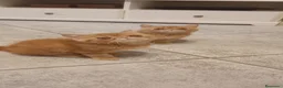 Exótico de Pelo Corto gatos en venta: Exòtic SH listo para entregar  - Anuncio 12