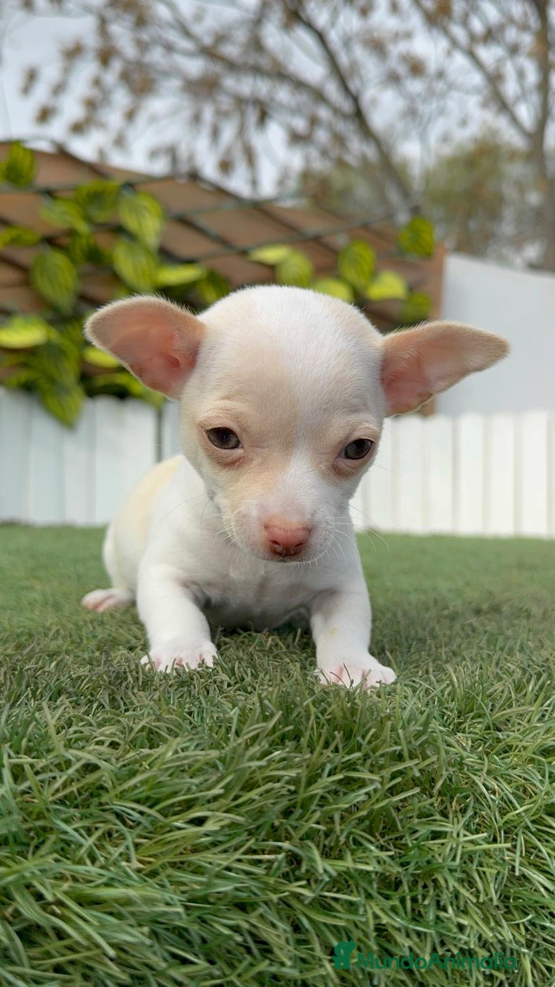 Chihuahua perros en venta: CHIHUAHUA MACHO - Anuncio 14