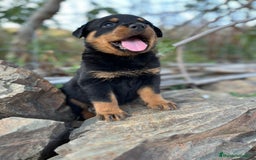 Rottweiler perros en venta: ROTTWEILER macho y hembra - Imagen 11