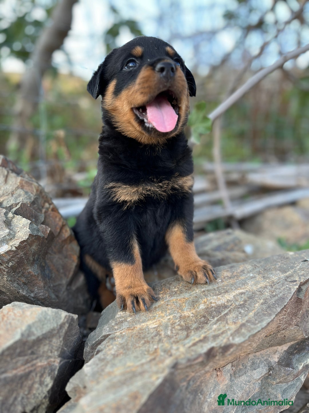 Rottweiler perros en venta: ROTTWEILER macho y hembra - Imagen 11