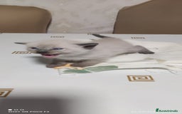 Siamés gatos en venta: Siames  - Imagen 6