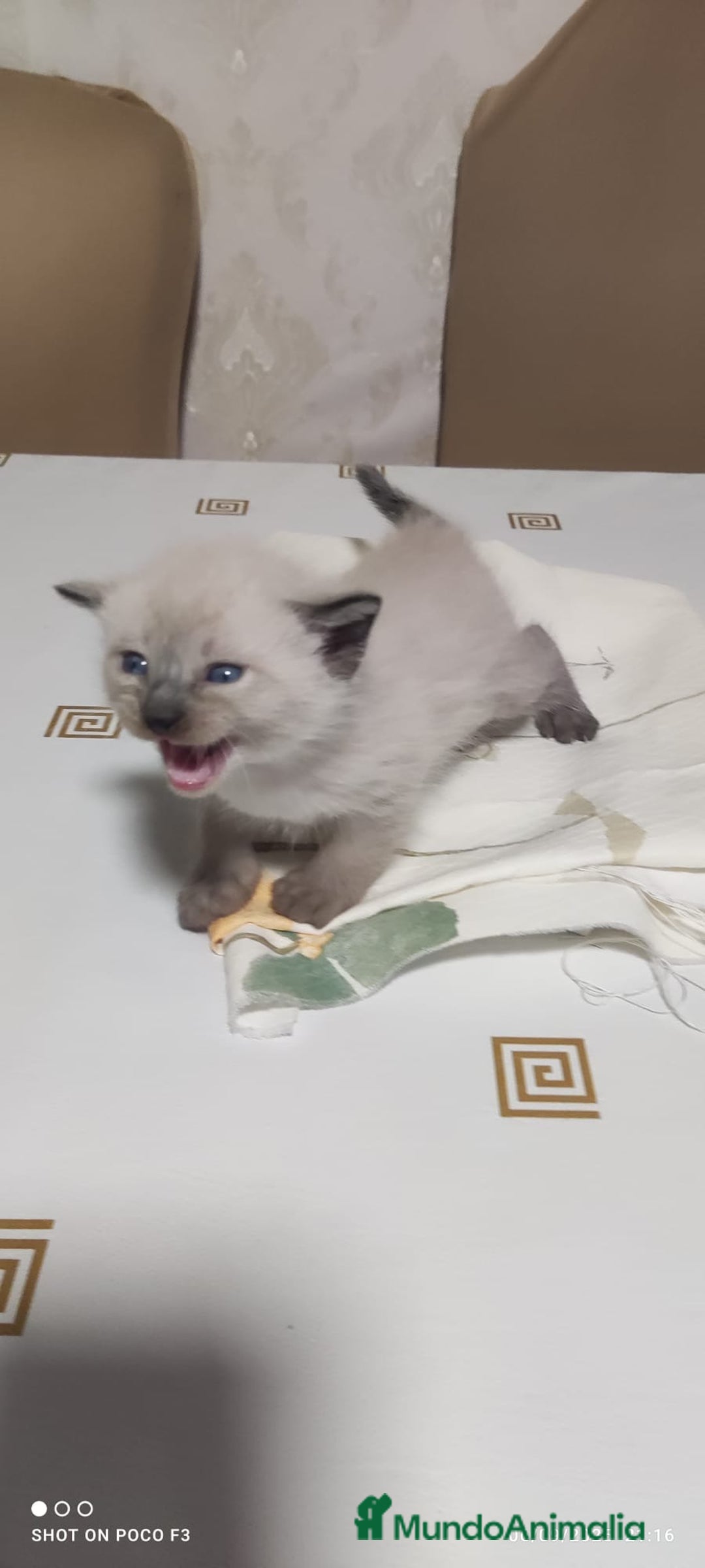 Siamés gatos en venta: Siames  - Imagen 6
