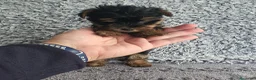 Yorkshire Terrier perros en venta: Yorkshire toy - Anuncio 4