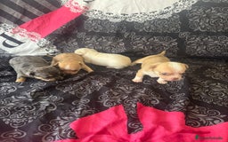 Chihuahua perros en venta: Chihuahua toy colores exóticos pelo largo y corto  - Imagen 7