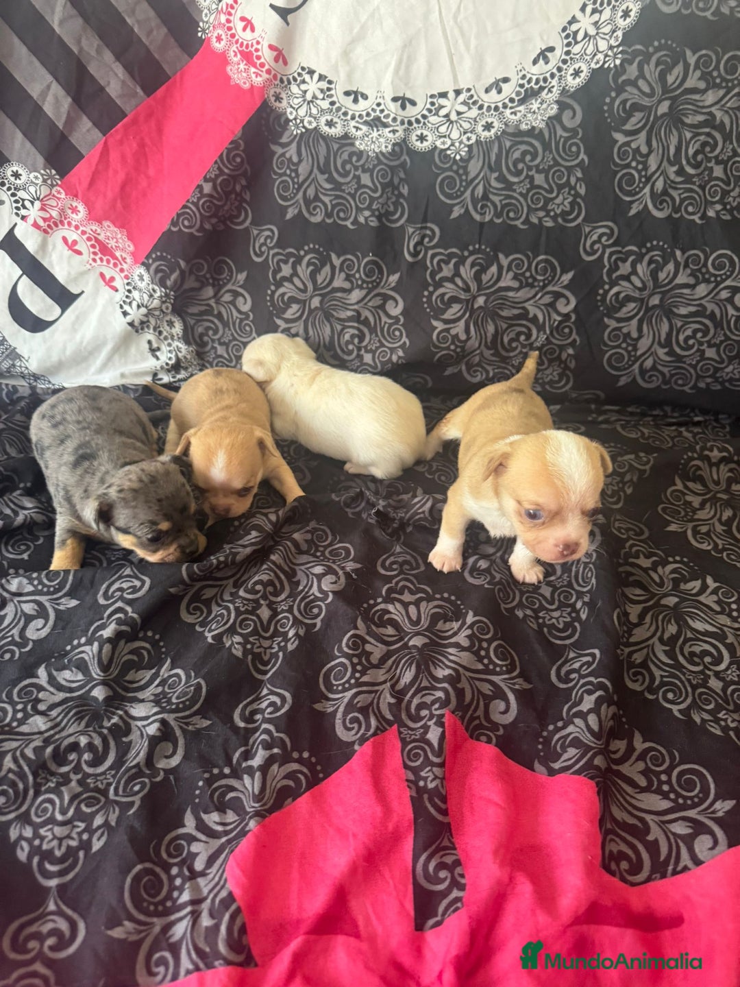 Chihuahua perros en venta: Chihuahua toy colores exóticos pelo largo y corto  - Imagen 7