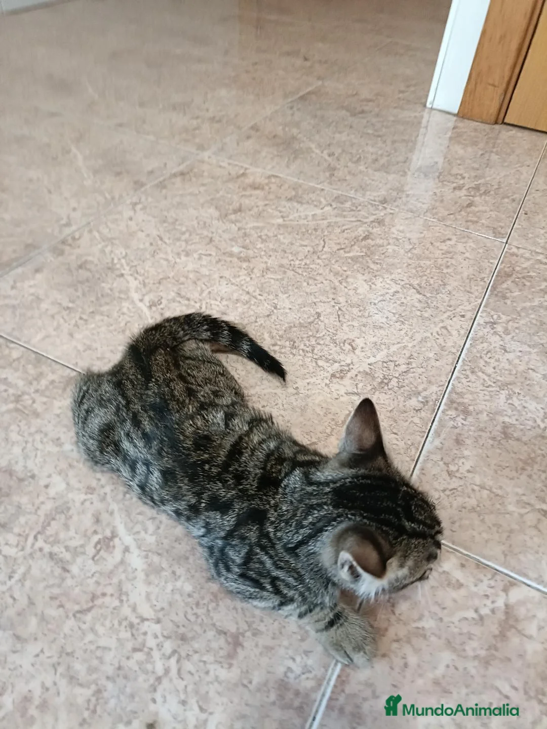 Bengalí gatos en venta: Excelente camada de Bengali - Anuncio 1