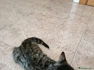 Bengalí gatos Excelente camada de Bengali - Anuncio 1