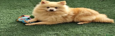 Pomerania Cachorro 1