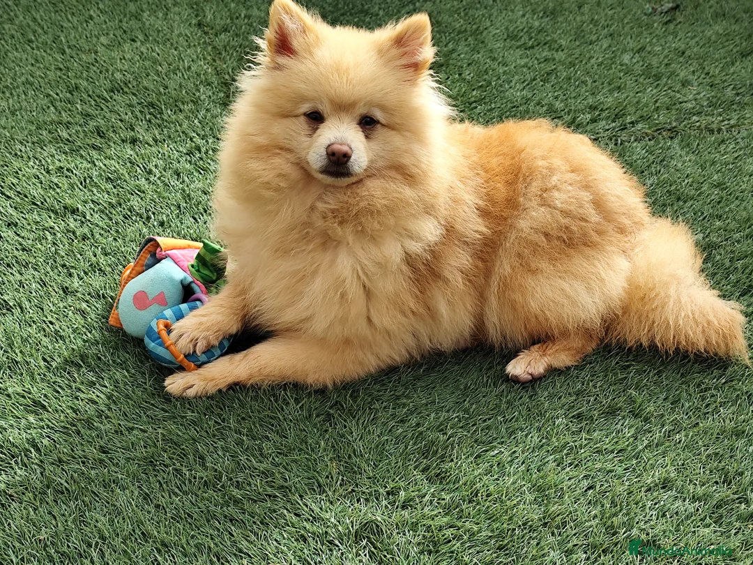 Pomerania perros en venta: Pomerania  - Anuncio 1