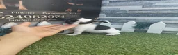 Chihuahua perros en venta: CHIHUAHUA - Anuncio 1