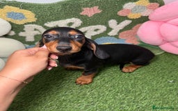 Teckel Miniatura perros en venta: Hembra y Macho Teckel Kaninchen Negro y Fuego - Imagen 6