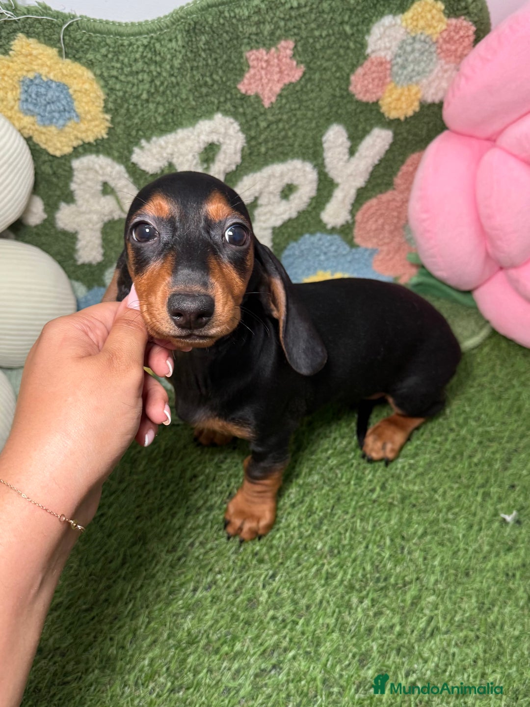 Teckel Miniatura perros en venta: Hembra y Macho Teckel Kaninchen Negro y Fuego - Imagen 6