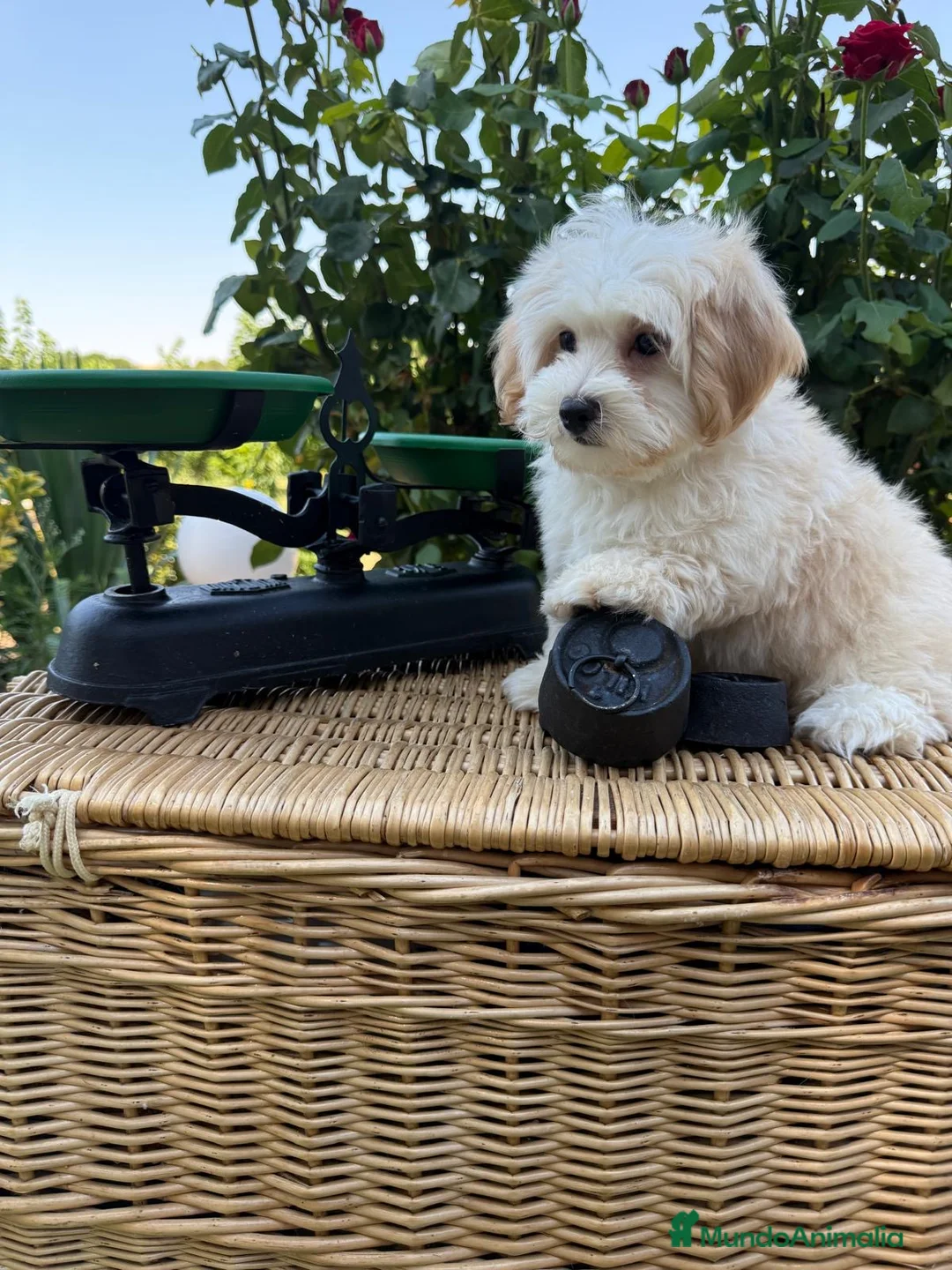 Maltipoo perros en venta: Maltipoo completamente vacunados!! - Anuncio 2