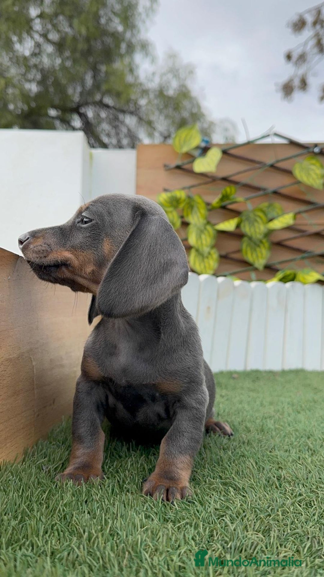 Teckel Miniatura perros en venta: TECKEL MINIATURA BLUE - Anuncio 7