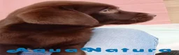 Labrador Retriever perros en venta: Camada LABRADOR RETRIEVER chocolate - AQUANATURA en Barcelona - Anuncio 3