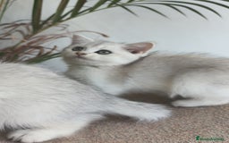 Británico de Pelo Corto gatos en venta: British Silver Chinchilla  - Imagen 7
