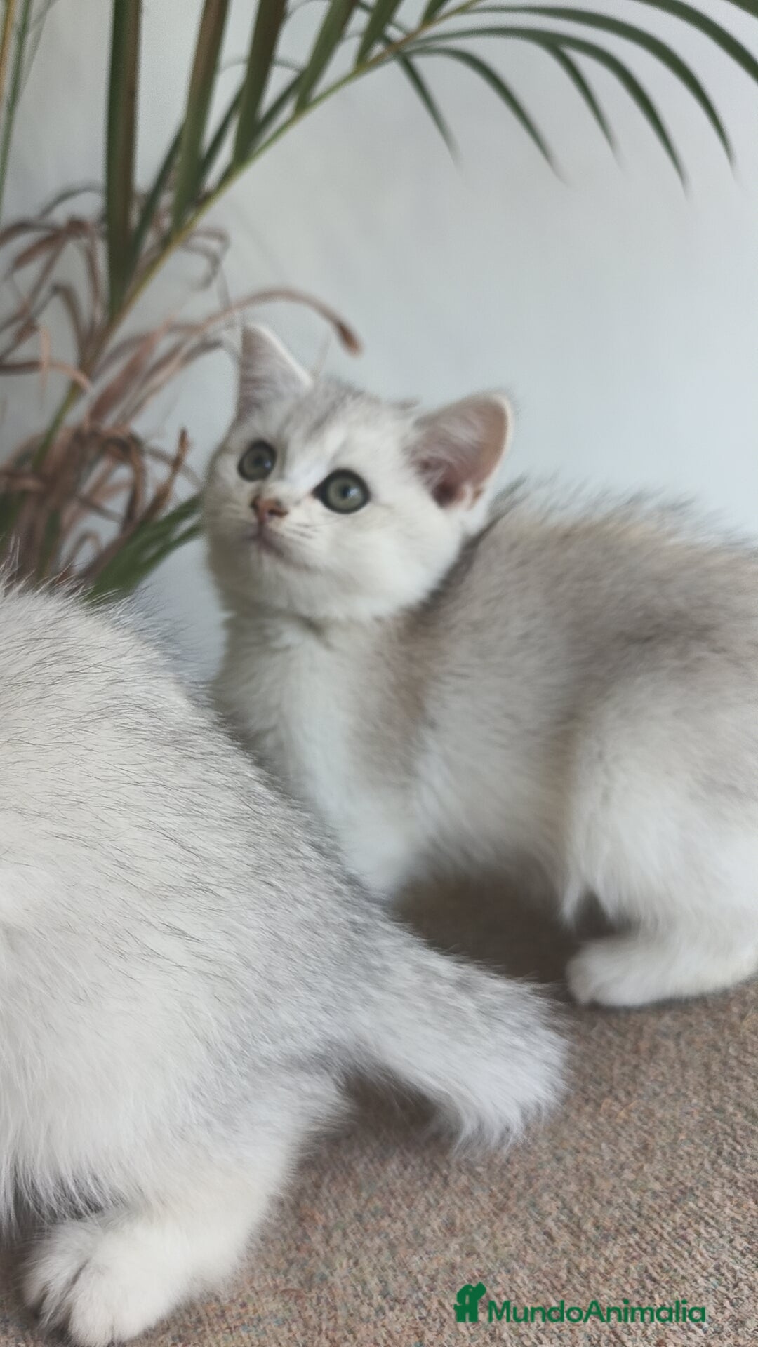 Británico de Pelo Corto gatos en venta: British Silver Chinchilla  - Imagen 7