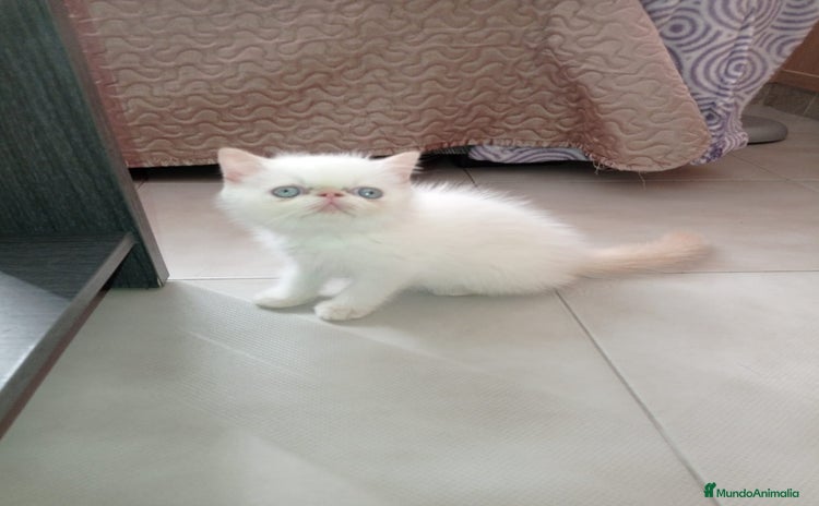 Exótico de Pelo Corto gatos - Anuncio 1