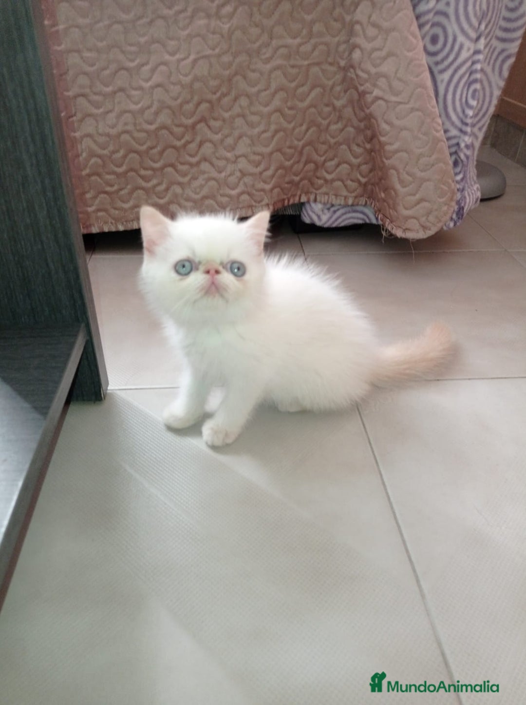 Exótico de Pelo Corto gatos en venta: Persa Exóticos - Imagen 1