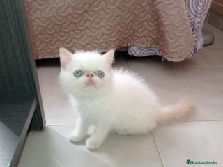 Exótico de Pelo Corto gatos - Anuncio 1