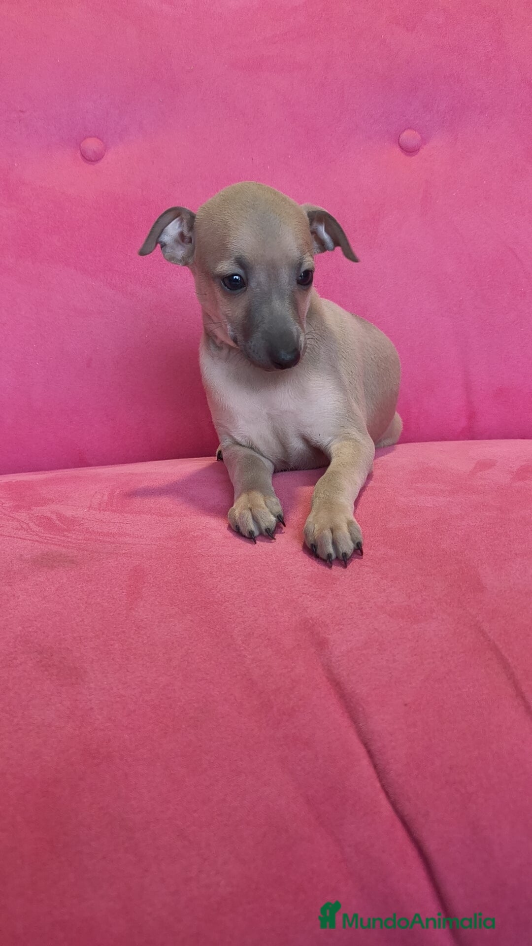 Pequeño Lebrel Italiano perros en venta: Pequeño lebrel Italiano Piccolo Galgo  - Anuncio 6