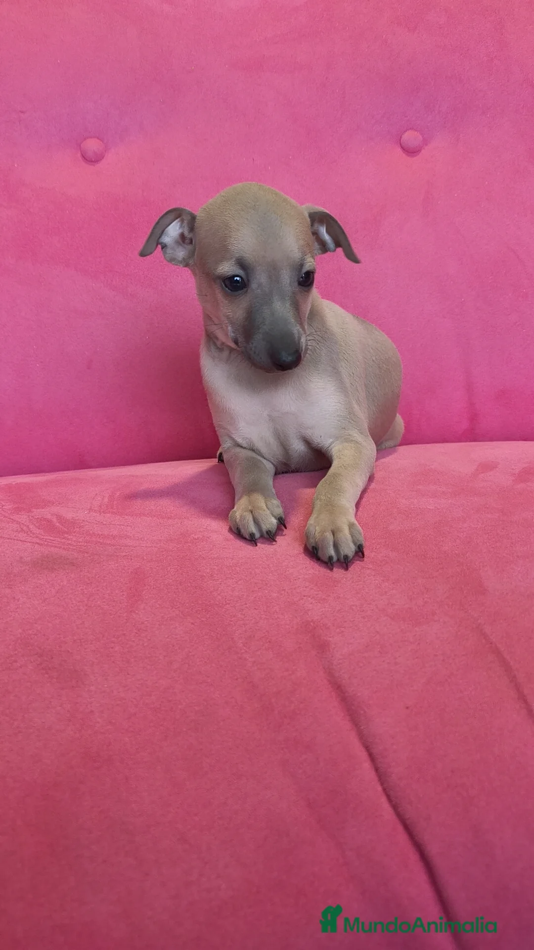 Pequeño Lebrel Italiano perros en venta: Pequeño lebrel Italiano Piccolo Galgo  - Anuncio 6