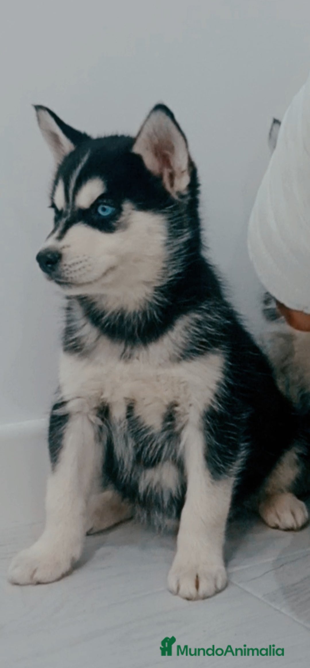 Husky Siberiano perros en venta: Camada de husky siberianos  - Anuncio 4