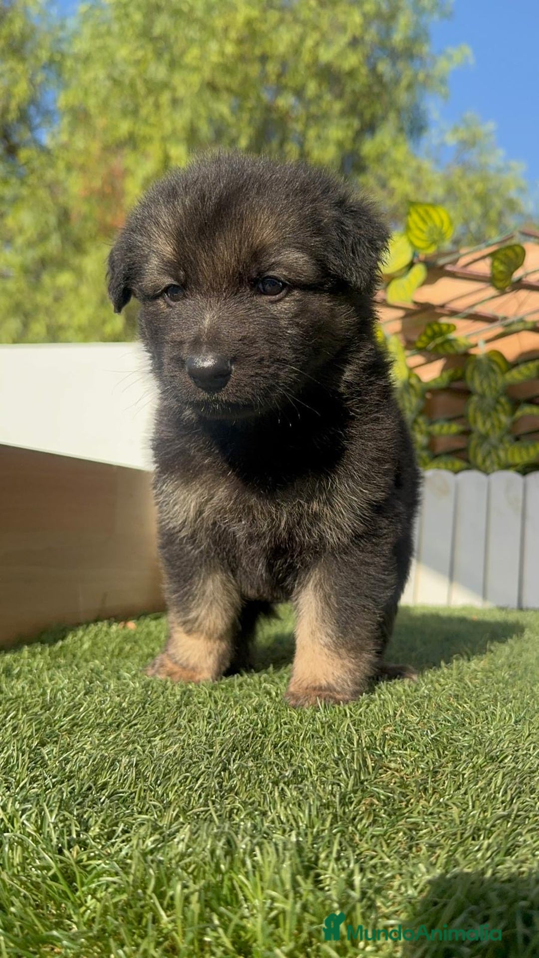 Pastor Alemán perros en venta: PASTOR ALEMÁN MACHO - Imagen 5