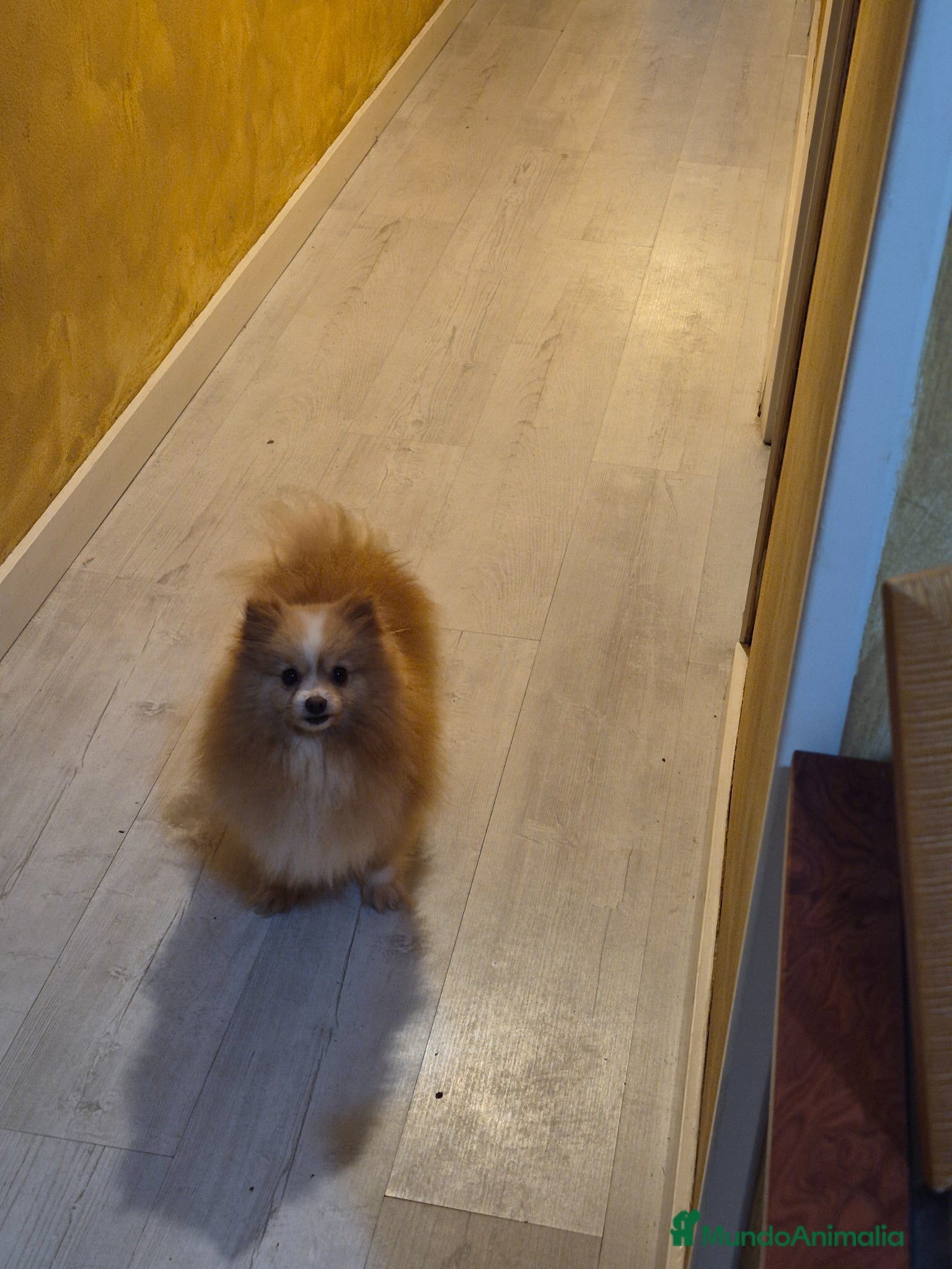 Pomerania perros Se vende pomerania muy pequeña - Anuncio 30