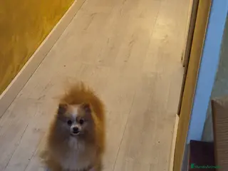 Pomerania perros Se vende pomerania muy pequeña - Anuncio 30