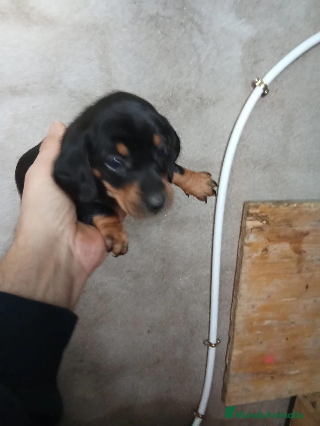 Teckel perros en venta: 🌟ÚLTIMA PAREJA DE TEKEL y Negros fuego🌟 - Anuncio 3