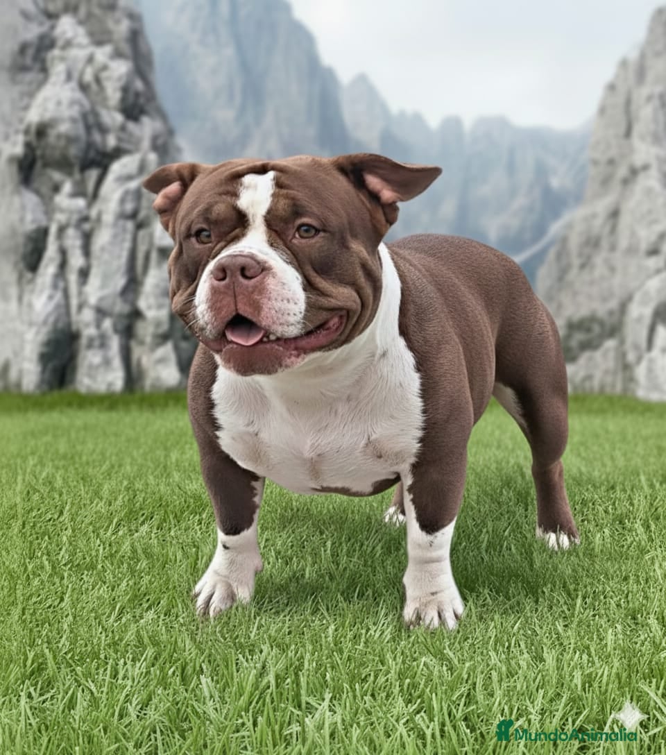 American Bully perros American bully micro - Anuncio 4