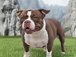 American Bully perros American bully micro - Anuncio 1