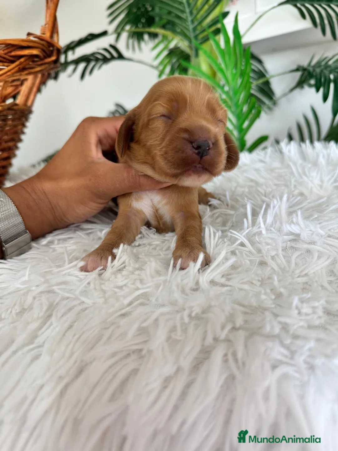 Cocker Spaniel Inglés perros en venta: COCKER SPANIEL INGLES - Anuncio 2