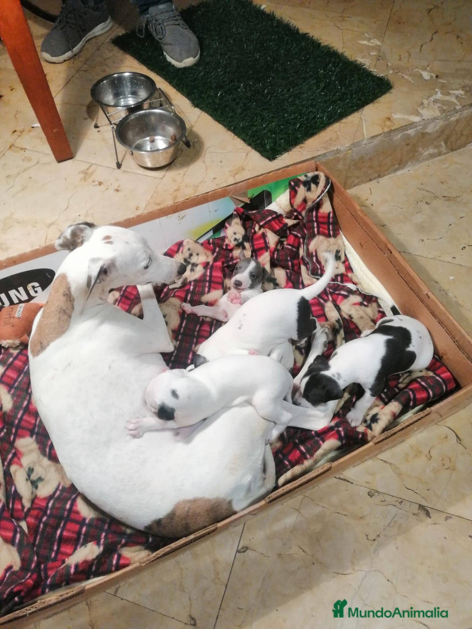 Whippet perros en venta: GALGOS ENANOS  - Anuncio 3