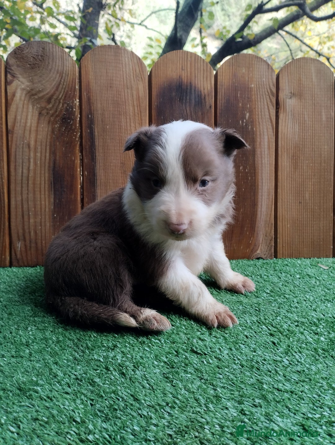 Border Collie perros en venta: Border collie exótico  - Anuncio 2