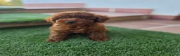 Caniche Enano perros en venta: CANICHE TOY - Anuncio 2