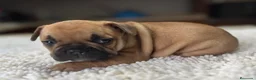 Bulldog Francés perros en venta: Cachorros de bulldog francés - Anuncio 21
